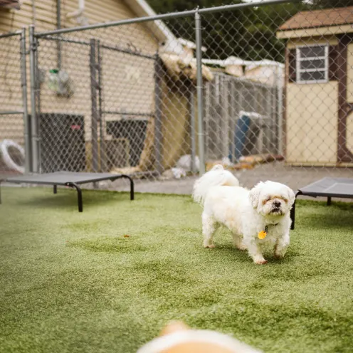 The Pet Spa & Resort Outdoor Daycare. Small white dog walking in a yard.